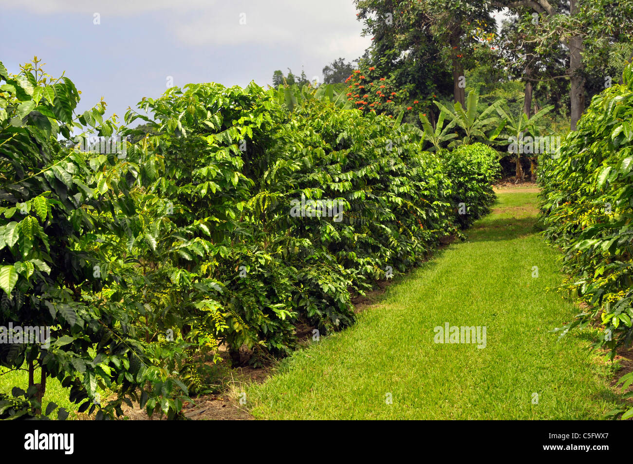 Coffee Bean Plants Kona Hawaii Pacific Ocean Stock Photo Alamy