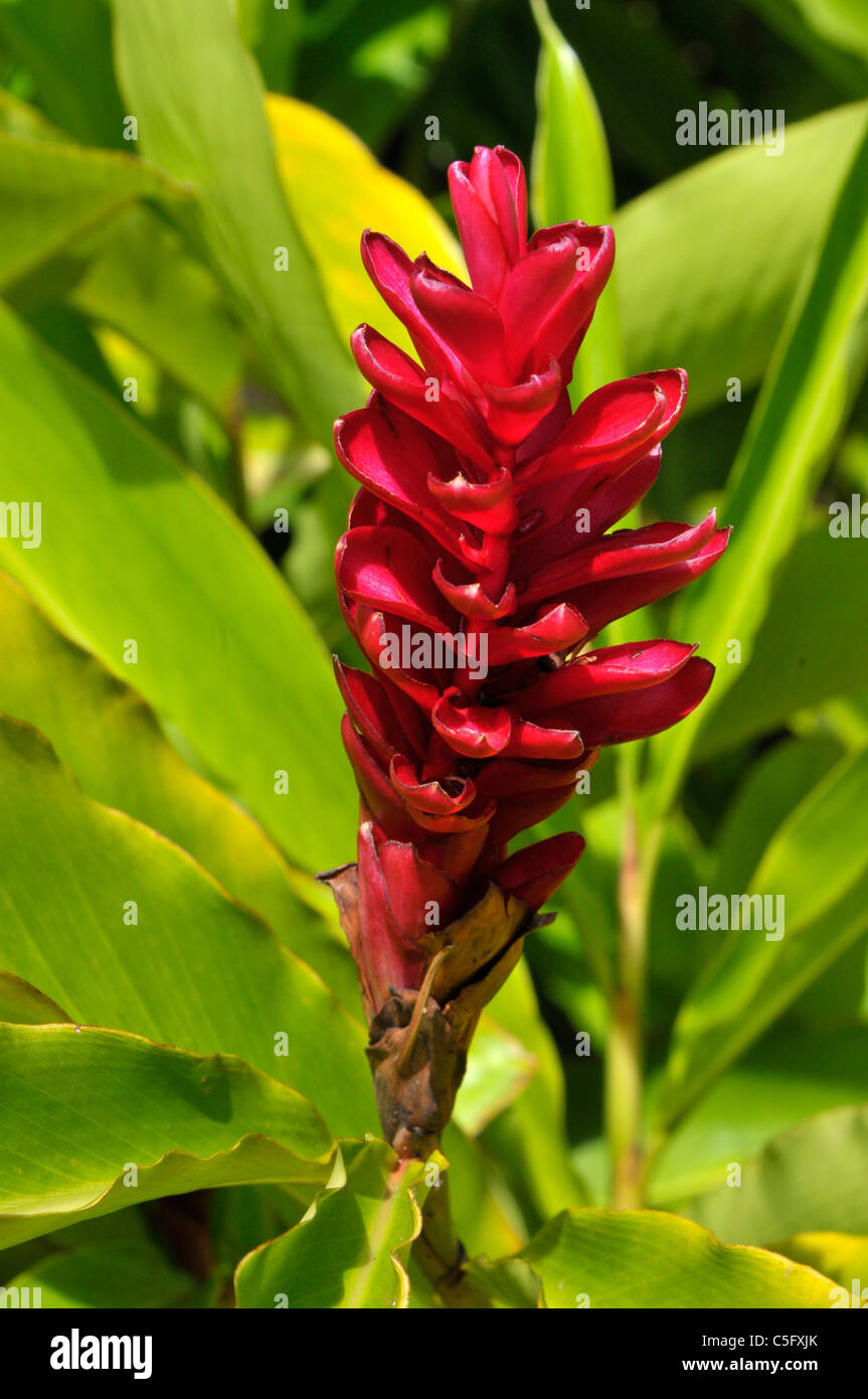Red Bromeliads Dole Plantation Wahiawa Honolulu Hawaii Oahu Pacific Ocean Stock Photo