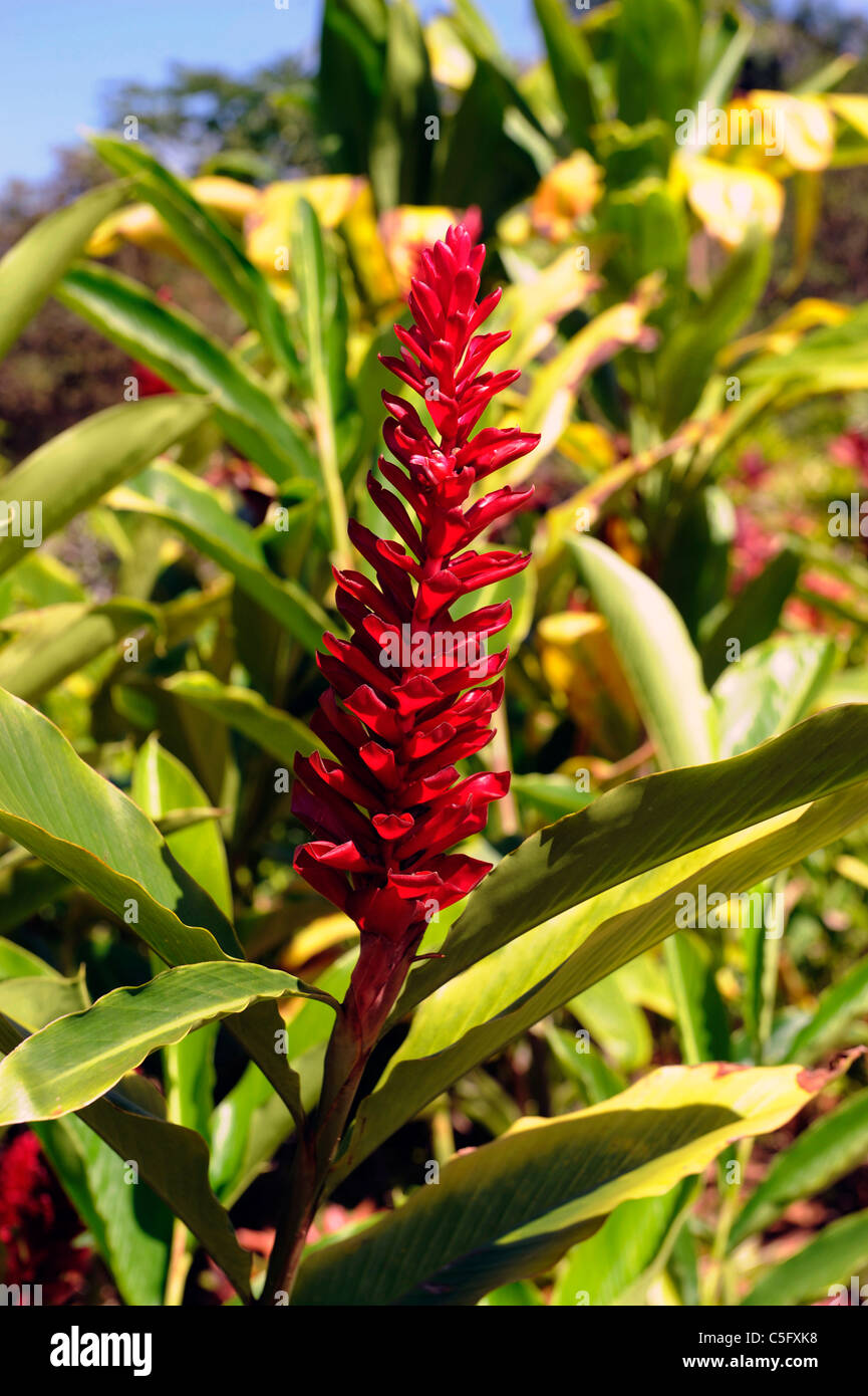 Red Bromeliads Dole Plantation Wahiawa Honolulu Hawaii Oahu Pacific Ocean Stock Photo