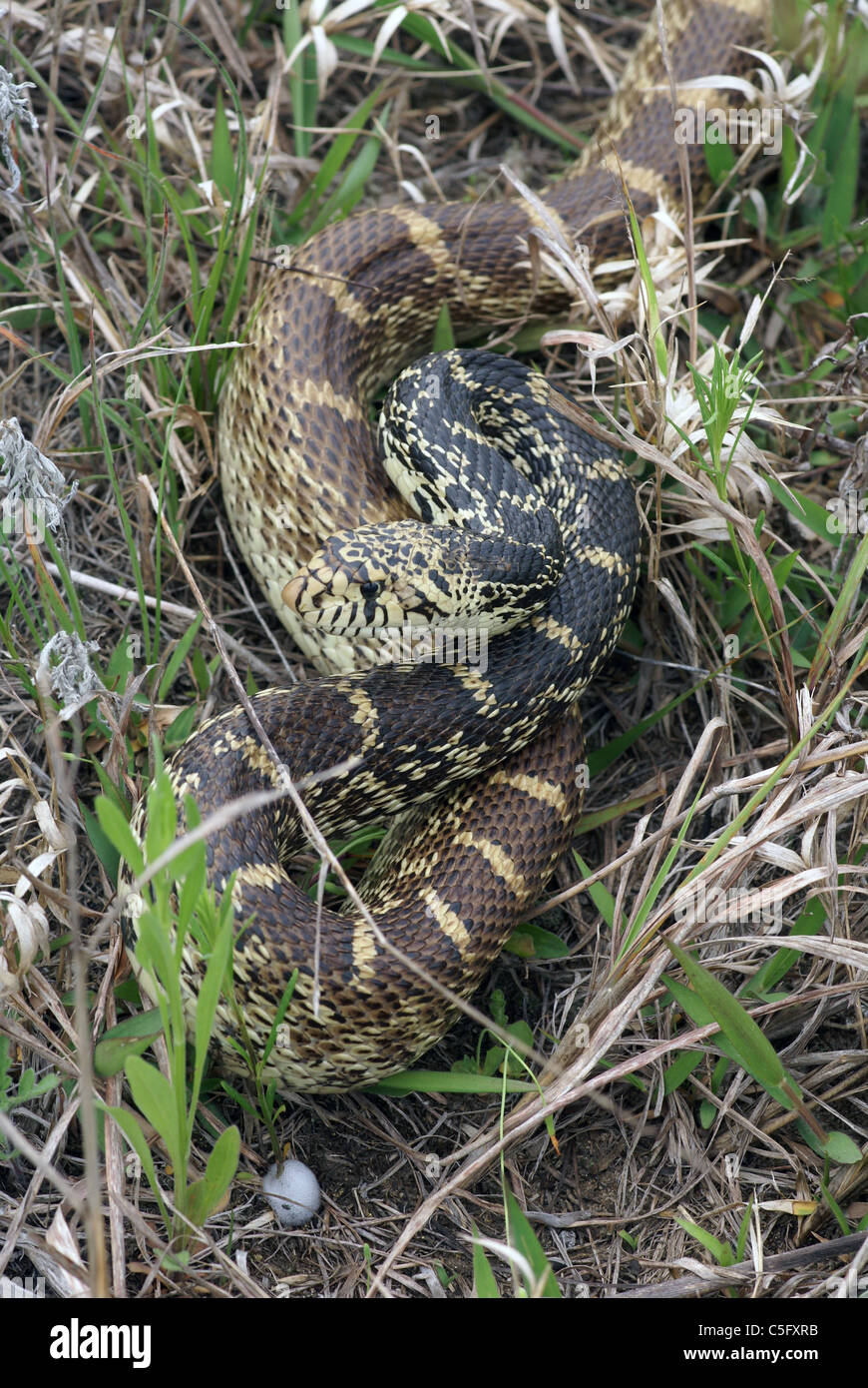 Bull Snake Pituophis catenifer sayi Spring Green Preserve Wisconsin