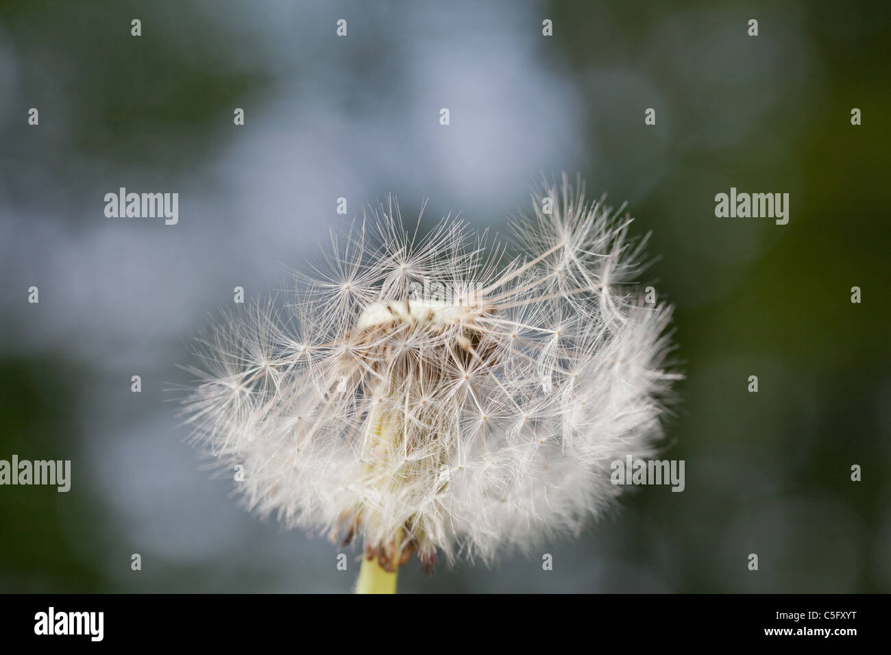 Dandelion seed head Stock Photo