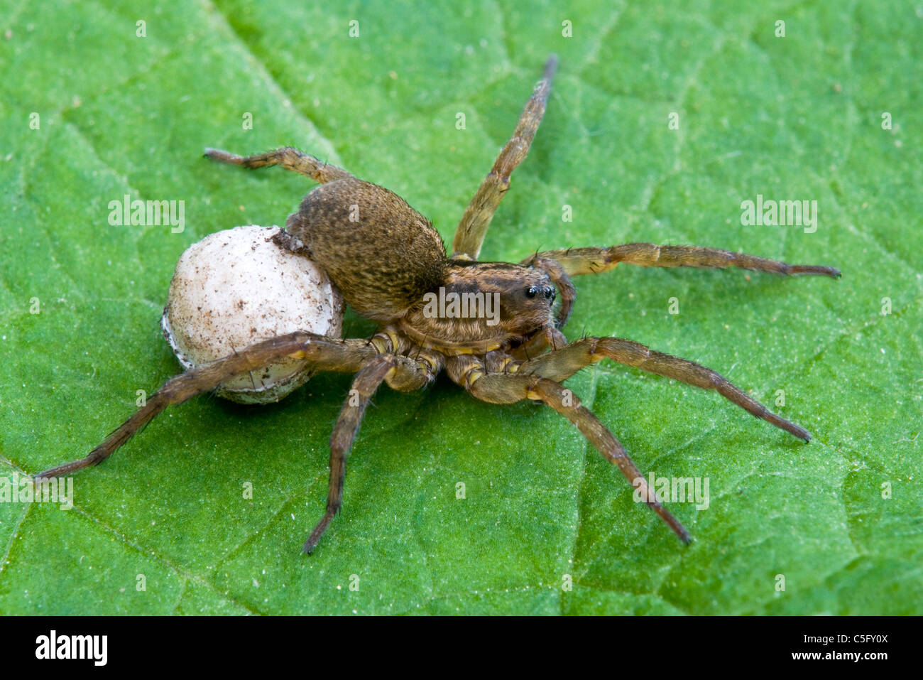 Wolf Spider Eggs Wolf Spider Bites Man Lays Eggs On His Toe During Wolf Spider Eggs Wolf Spider Bites Man Lays Eggs On His Toe During