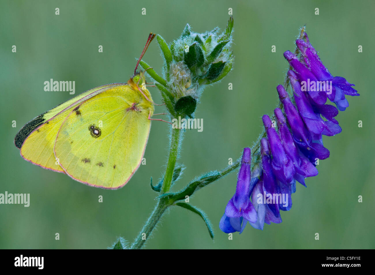 Clouded Sulphur Butterfly Colias philodice perched on Cow Vetch Vicia cracca Michigan USA Stock Photo