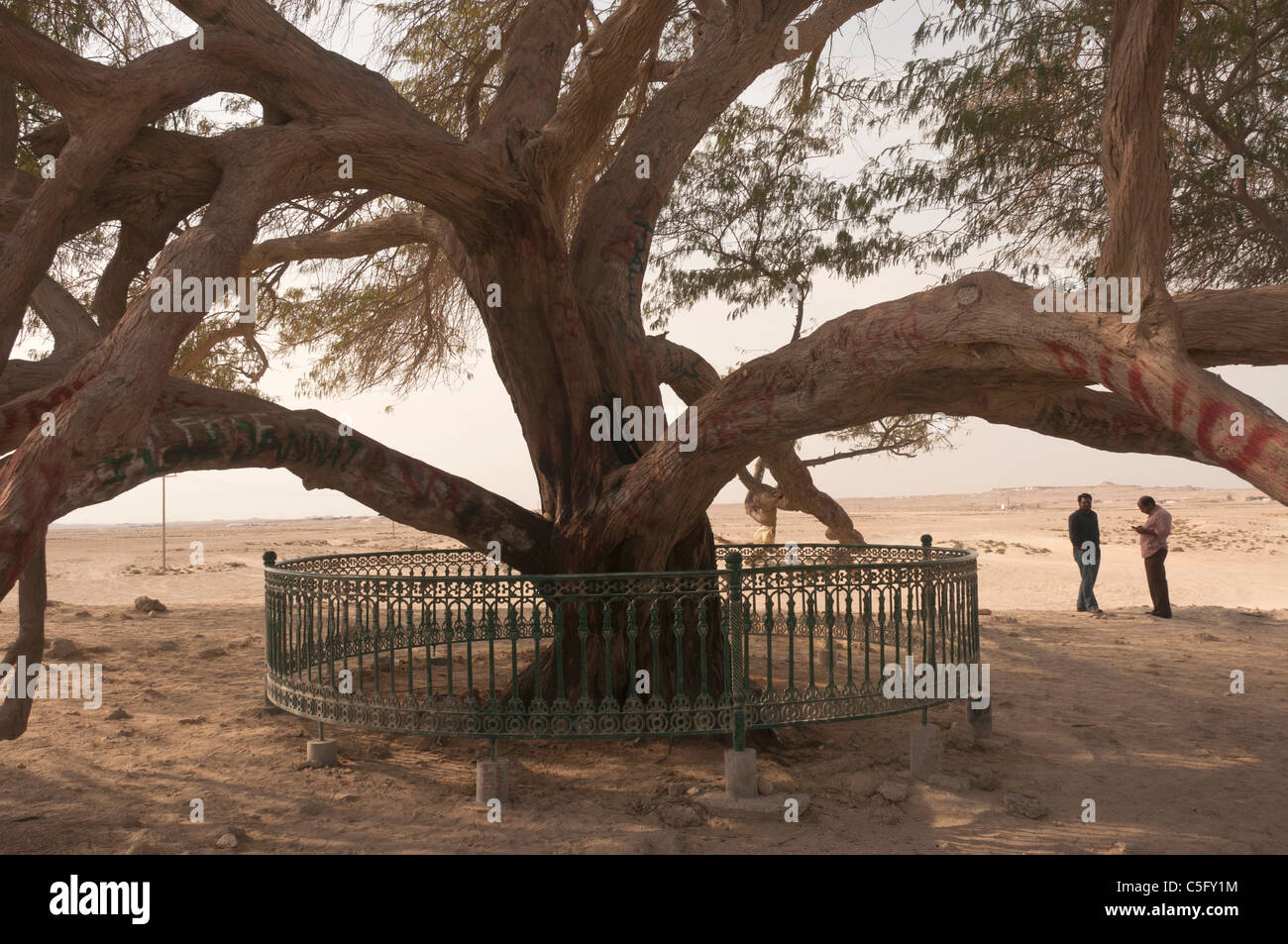 Elk2041532 Bahrain, Tree of Life (mesquite Stock Photo Alamy