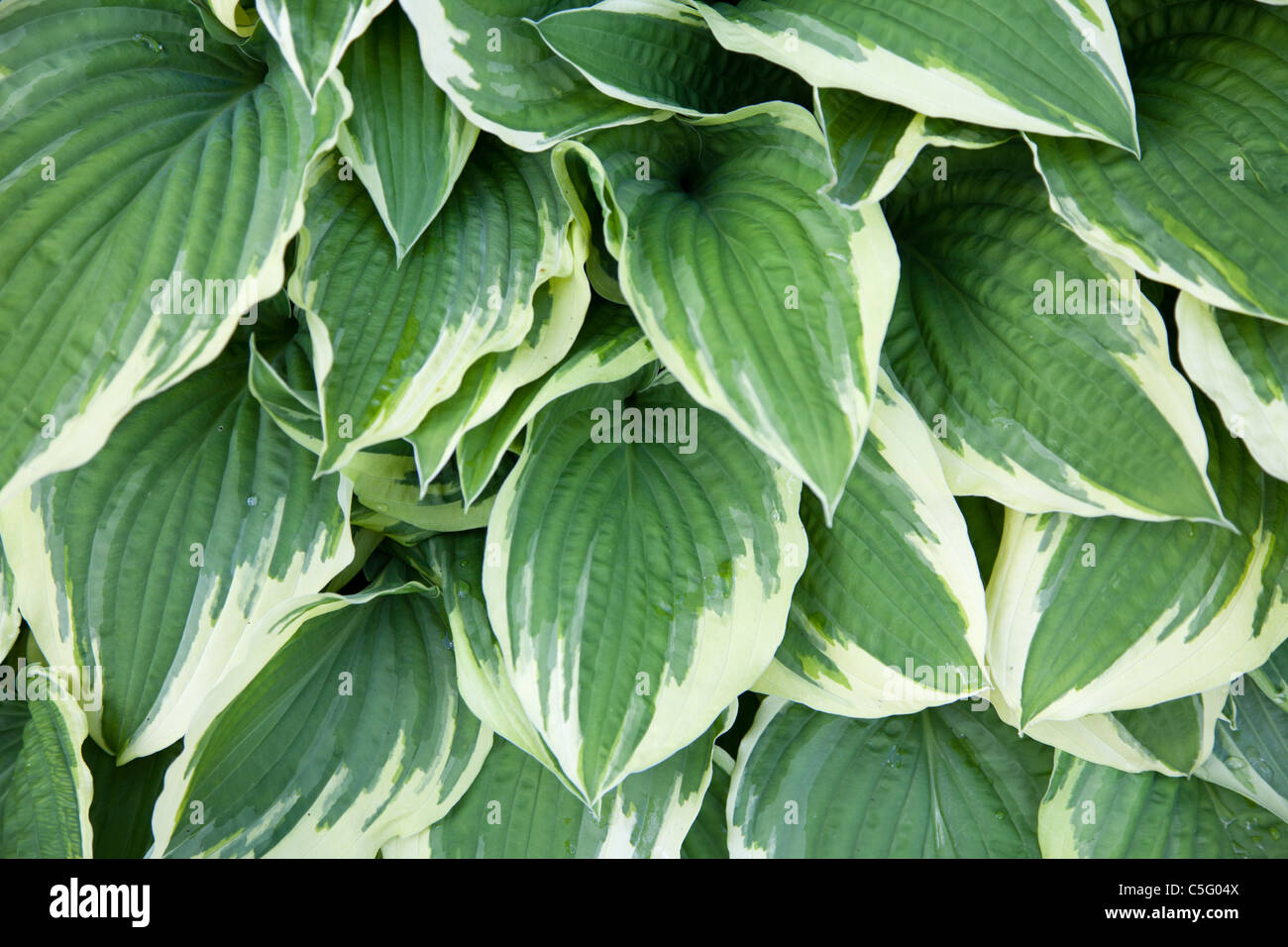 Variegated hosta Stock Photo