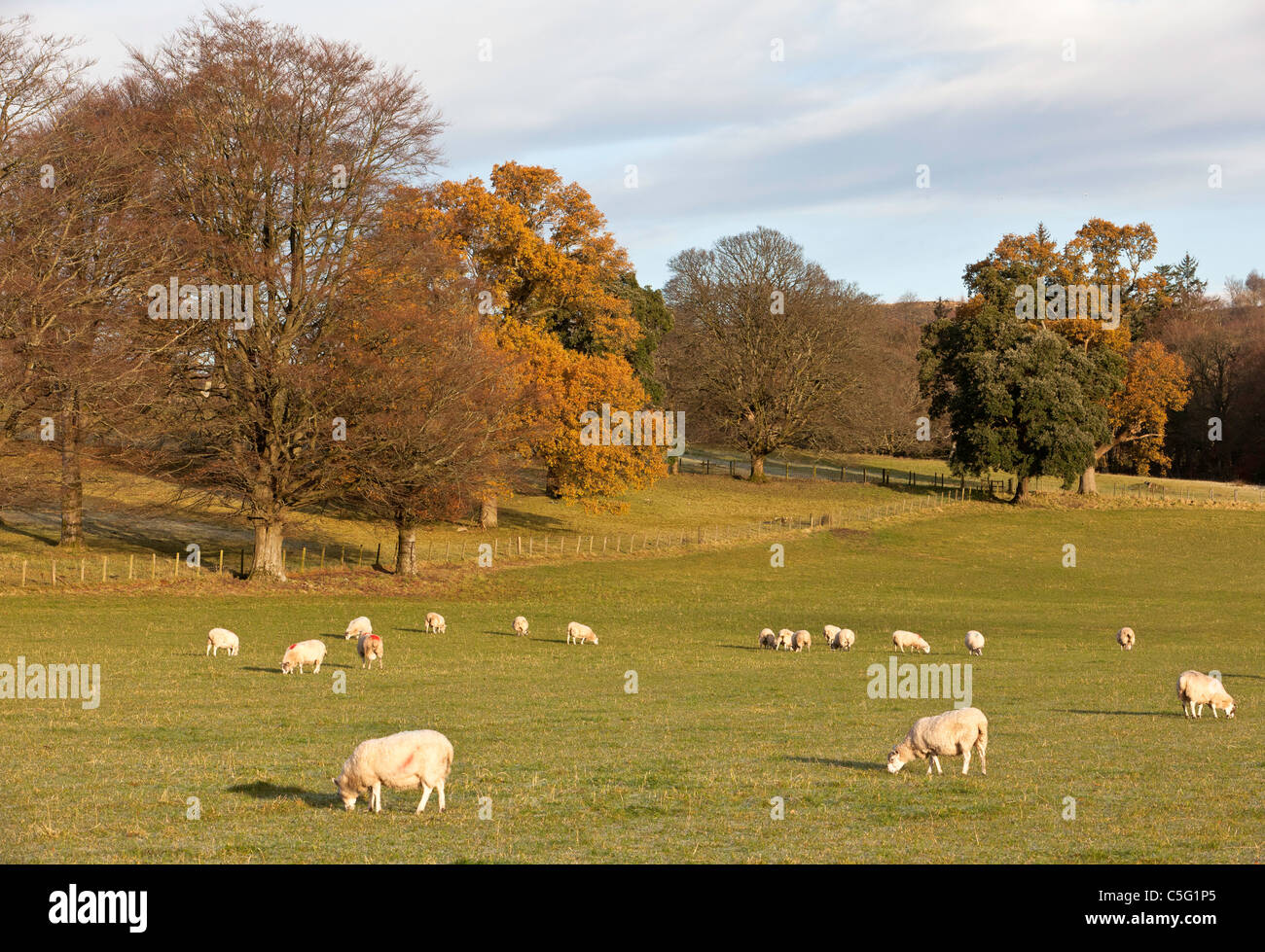 Rural scene with sheep in the foreground Stock Photo