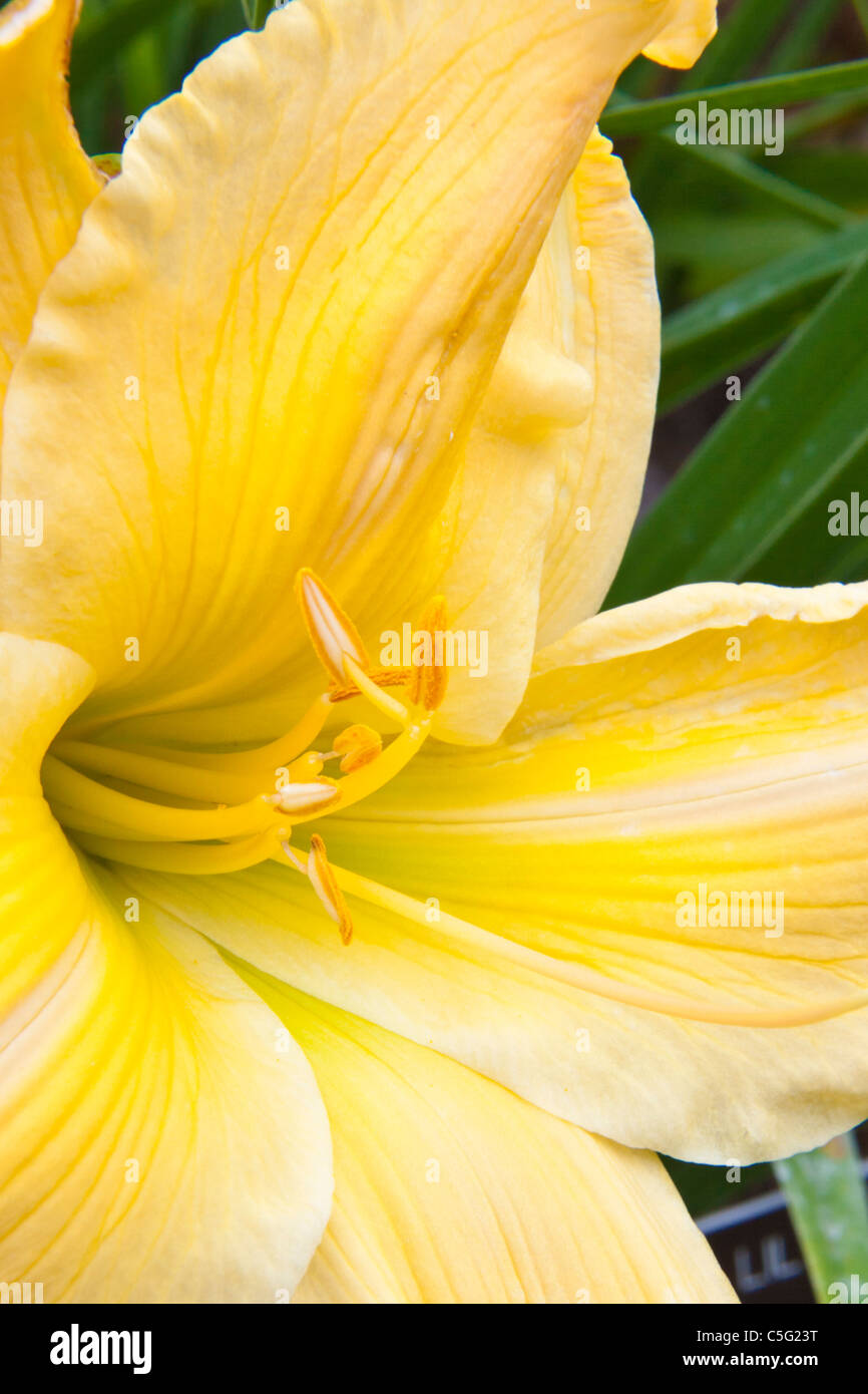Daylily, Hemerocallis 'UNFORGETTABLE', at Mercer Arboretum and Botanical Gardens in Spring, Texas. Stock Photo