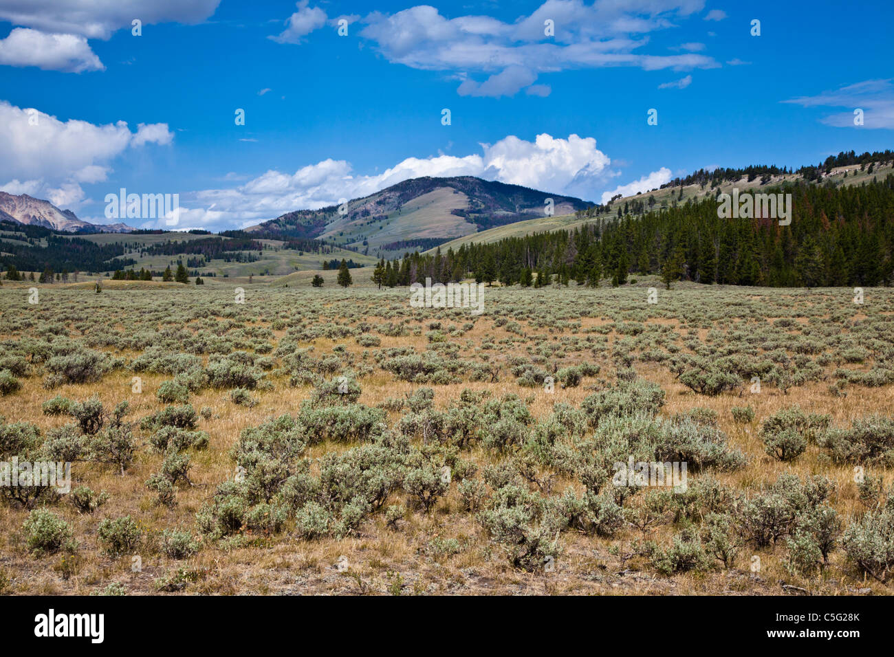 Sagebrush High Resolution Stock Photography and Images Alamy
