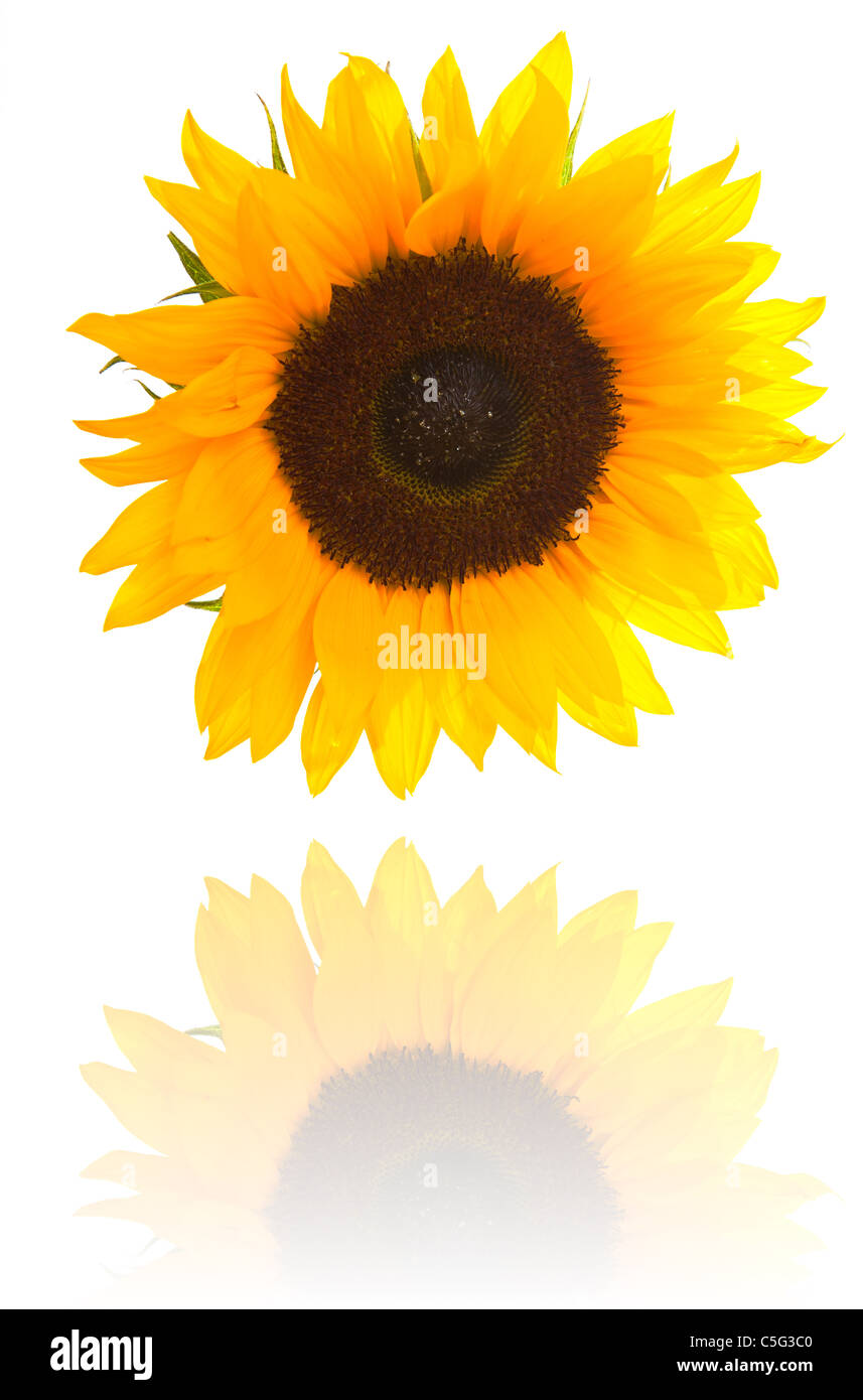 Sunflower isolated on white Stock Photo - Alamy