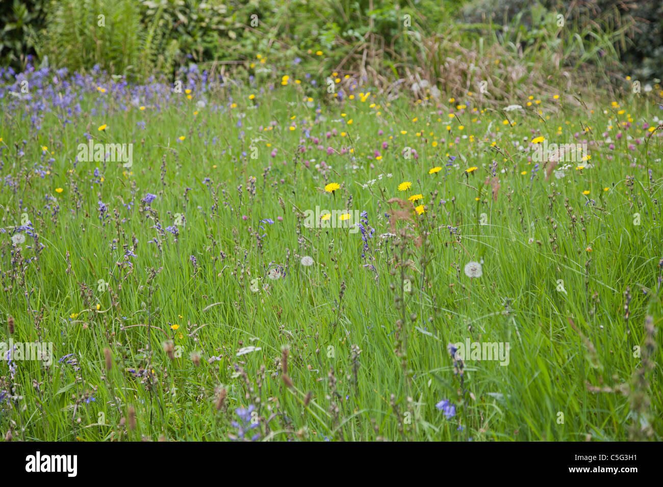 Field of wildflower hi-res stock photography and images - Alamy