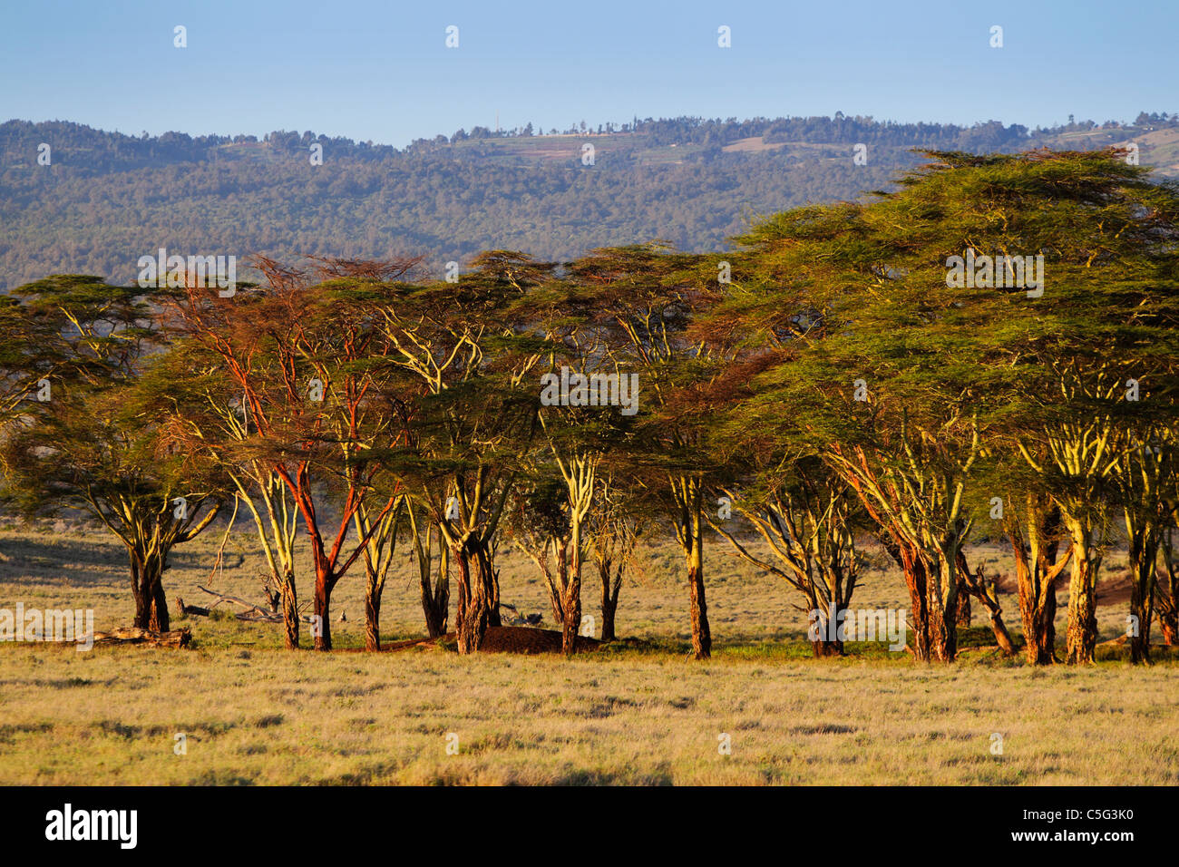 Fever tree (Acacia xanthophloea) in Kenya Stock Photo