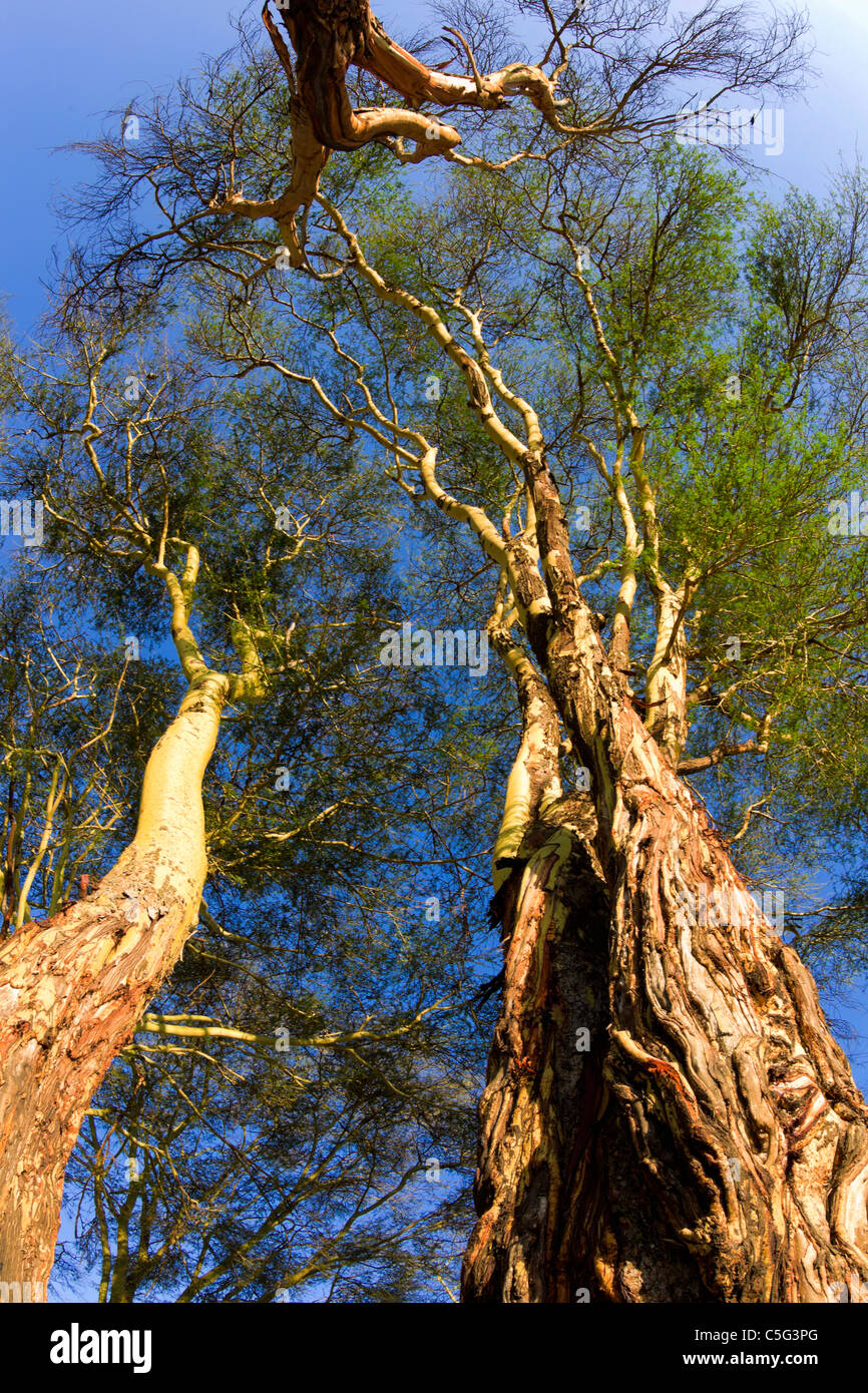 Fever tree (Acacia xanthophloea) in Kenya Stock Photo