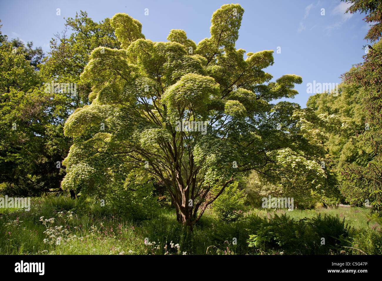 Cornus Kousa tree Stock Photo