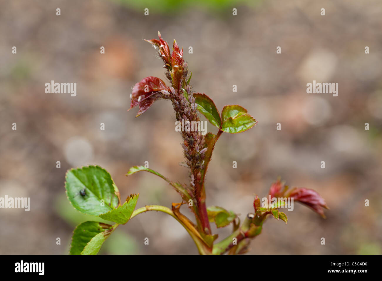 Aphid infestation on rose bud Stock Photo