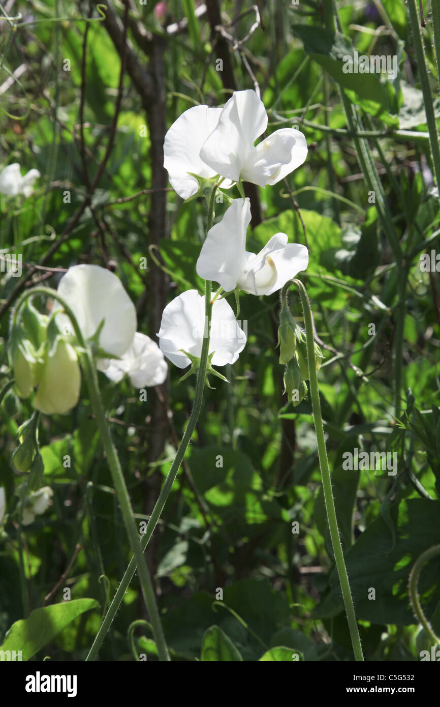 White sweet pea  Lathyrus odorata Stock Photo