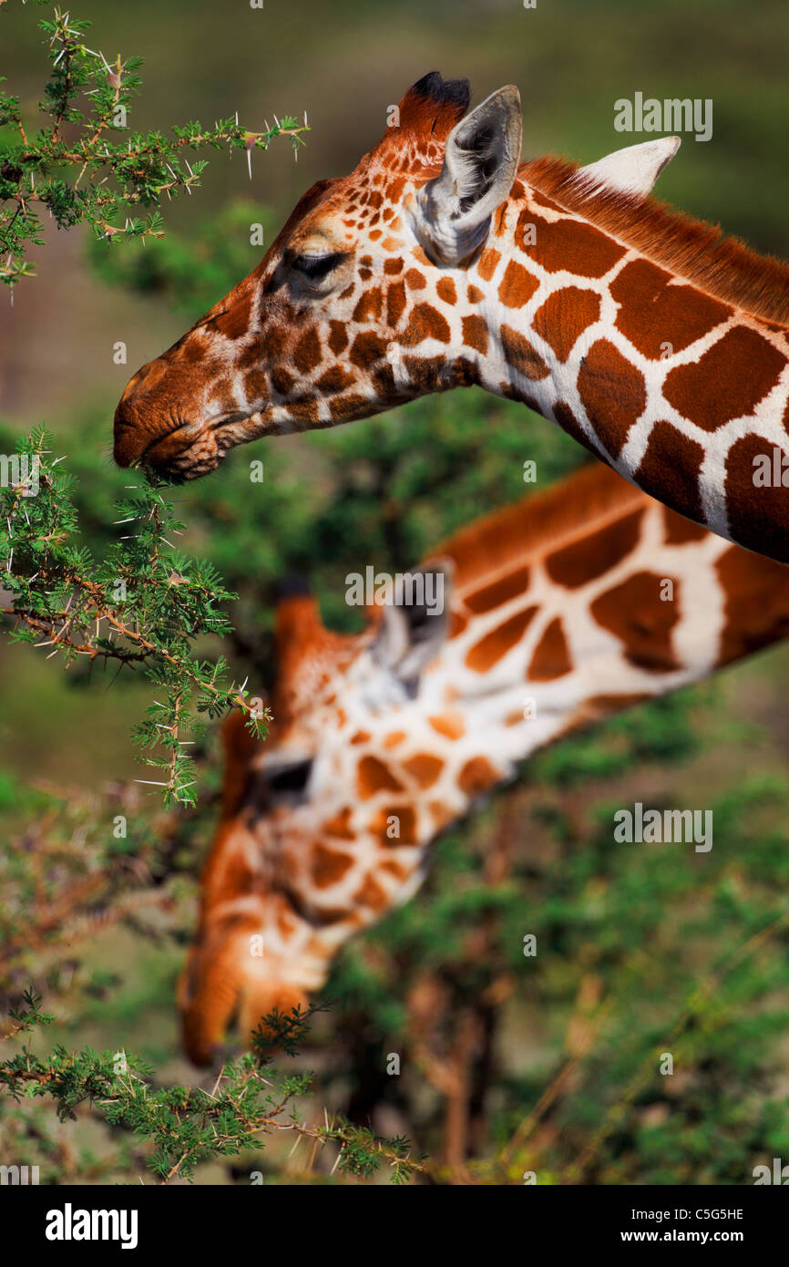 Pattern variation of the reticulated giraffe from north-east Africa North East Africa Stock Photo