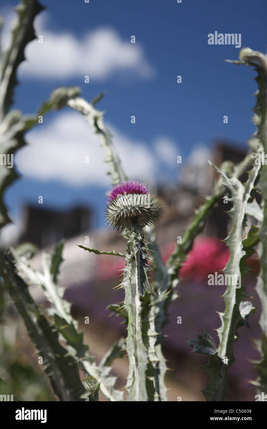 The Thistle, the emblem of Scotland Stock Photo