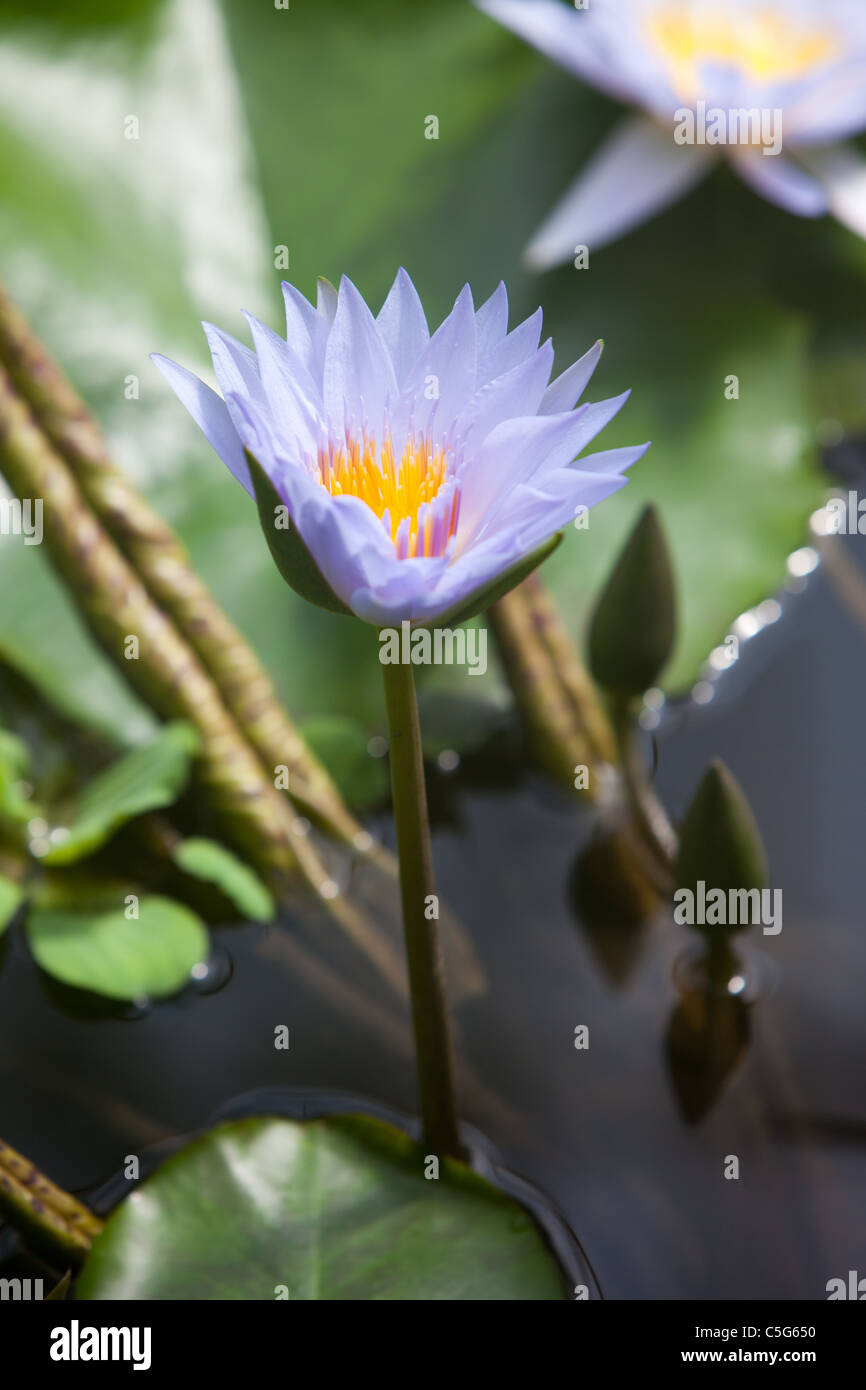 Amazon River Water Lilies High Resolution Stock Photography and Images ...