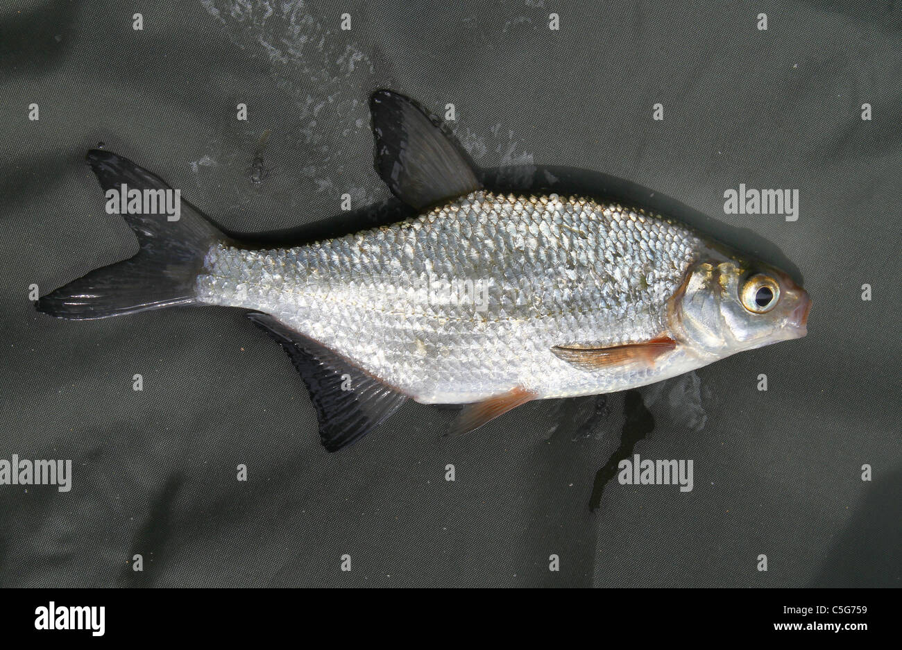 Small bream Clearance