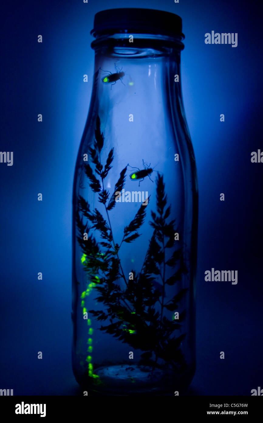 Fireflies Flashing in Jar - Time Exposure Stock Photo