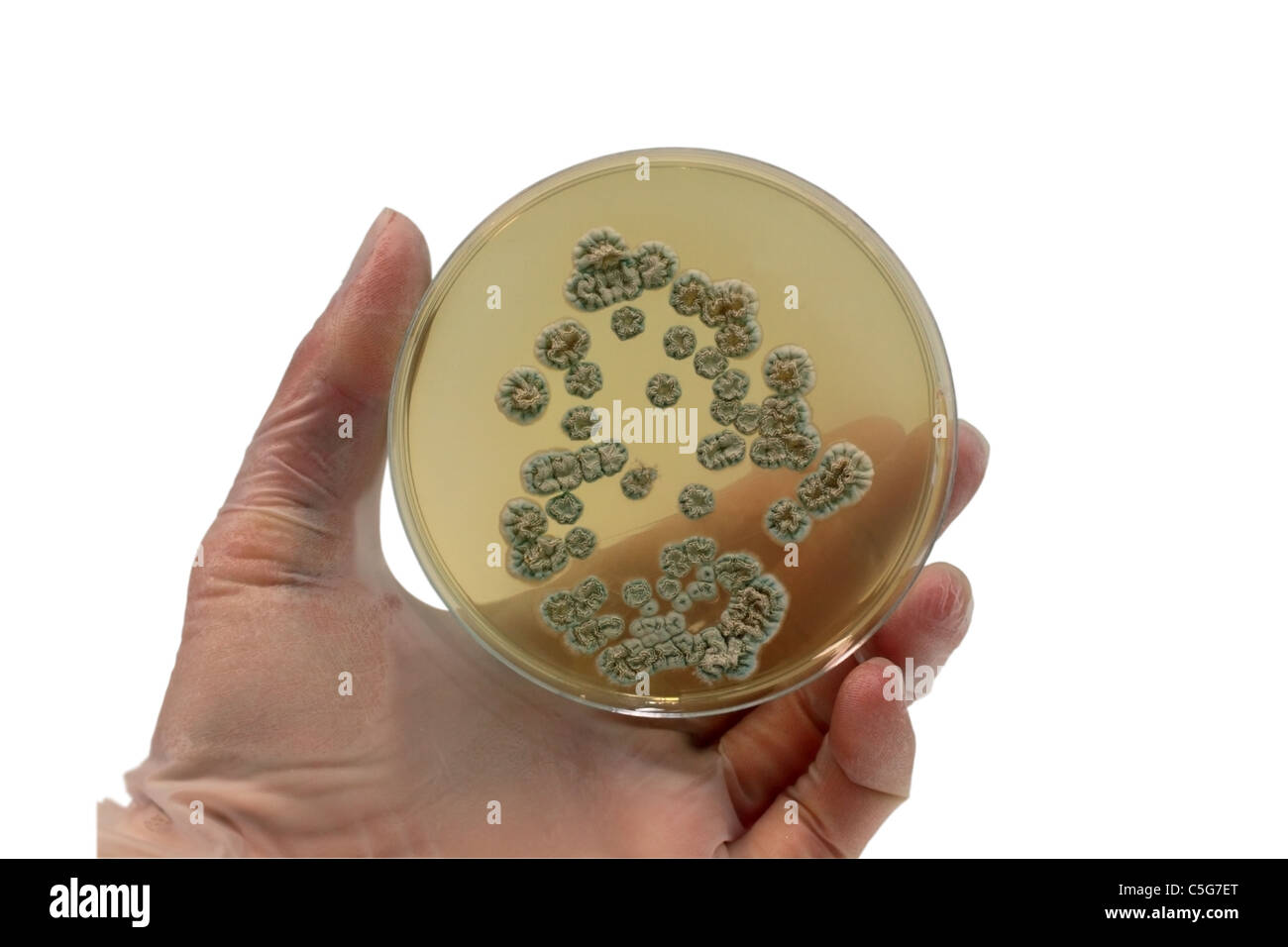 arm with the laboratory plate with microorganisms isolated Stock Photo