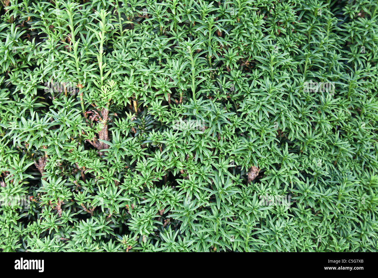 Yew leaves,taxus Stock Photo