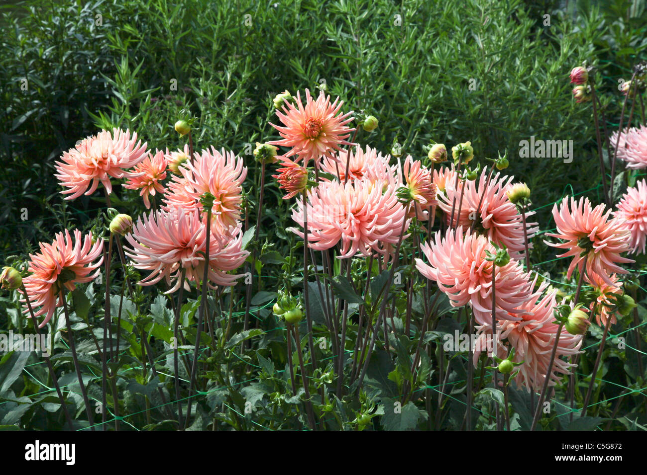 Spiky Dahlia Dahlias High Resolution Stock Photography and Images - Alamy