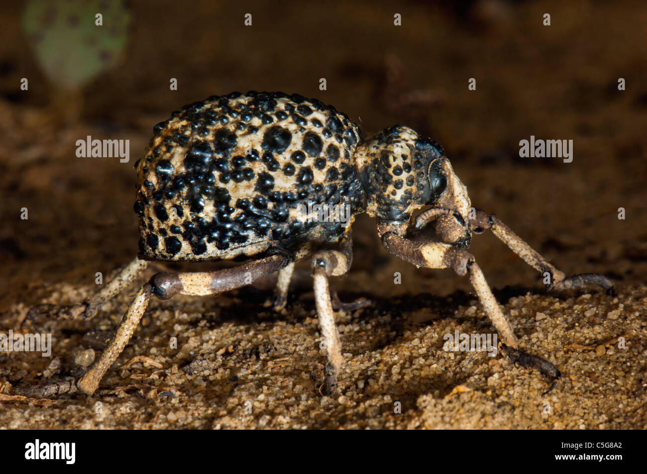 wart warty Weevil of madagascar big 2 inch insect Curculionoidea on ground animal africa brown brownly huge giant found at Nosy Stock Photo