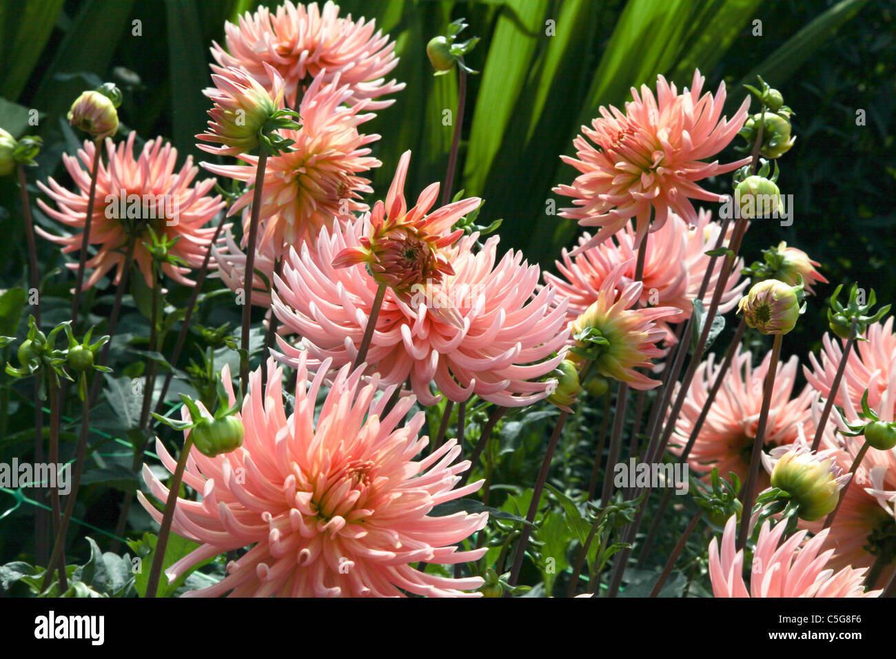 Spiky dahlia dahlias hi-res stock photography and images - Alamy
