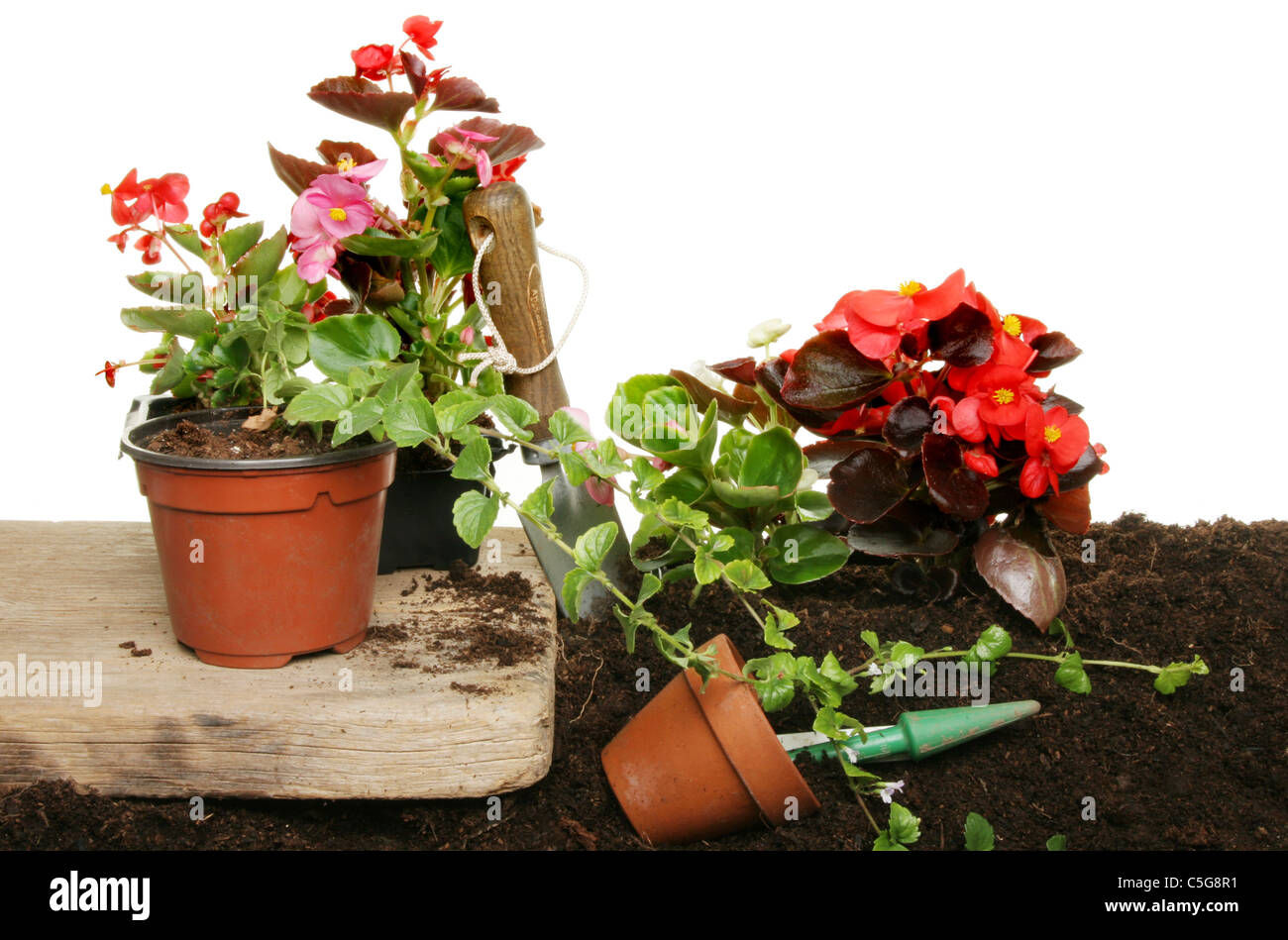 Planting out Summer bedding plants from pots into a flower bed Stock