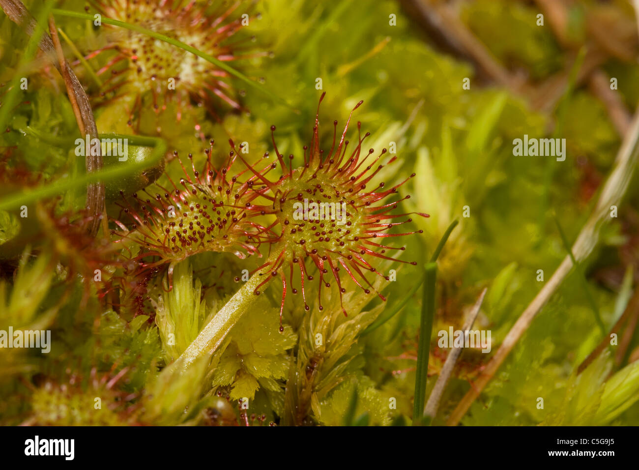 Sundew (Drosera rotundifolia) Stock Photo
