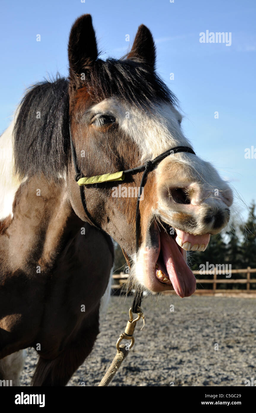 The laughing horse! Stock Photo