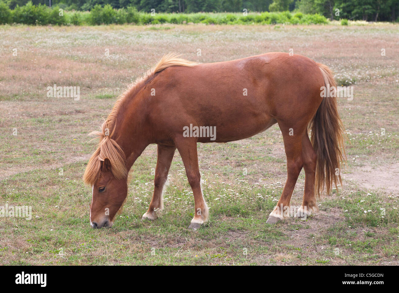 Chestnut Icelandic mare Stock Photo Alamy
