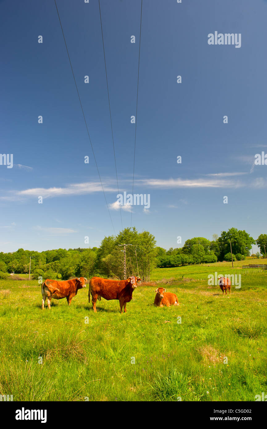 Brown Limousin cow as typical breed in France Stock Photo Alamy