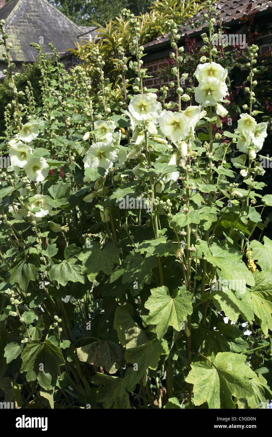 Hollyhock white hi-res stock photography and images - Alamy