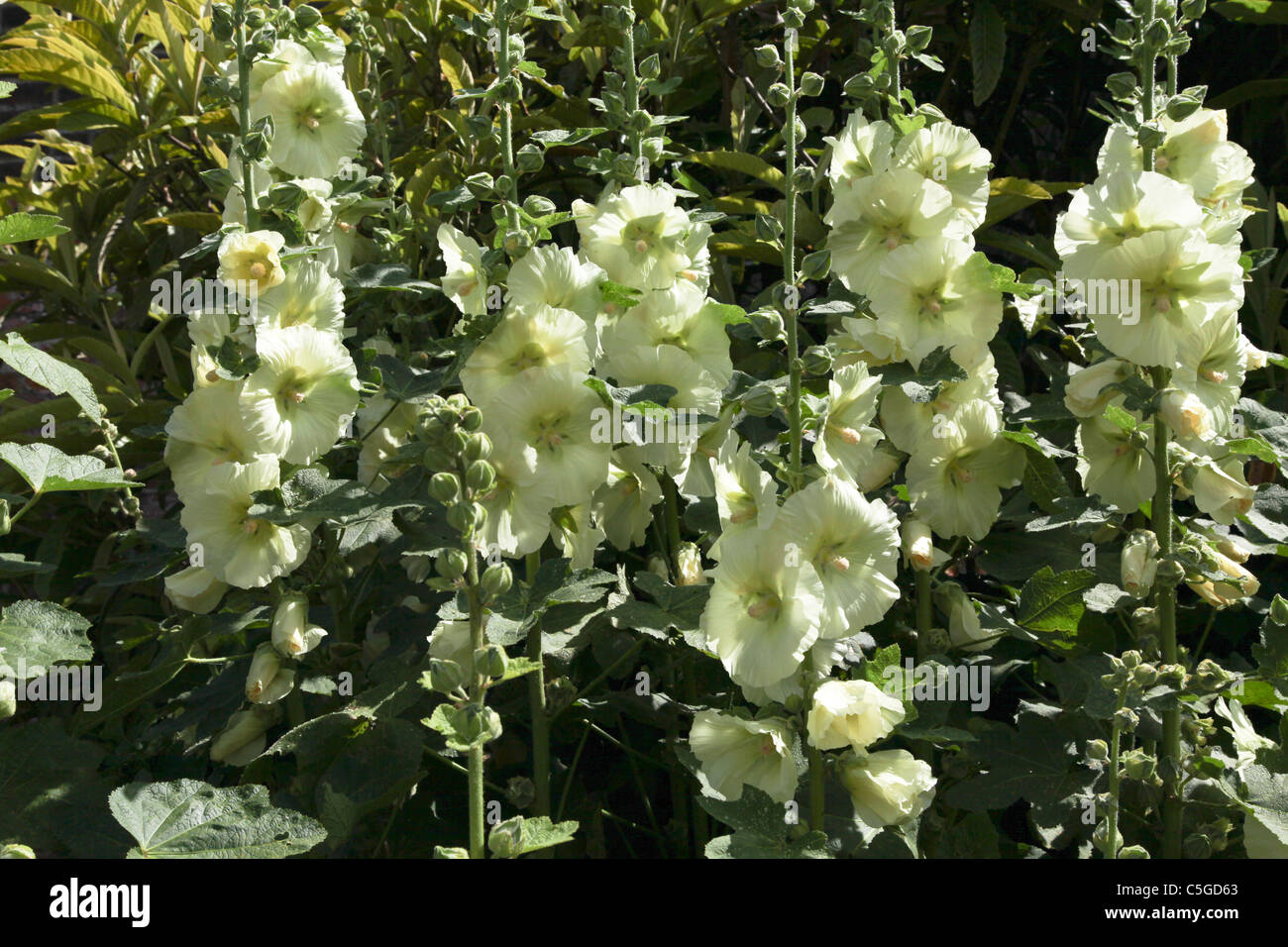 White cream hollyhocks hi-res stock photography and images - Alamy