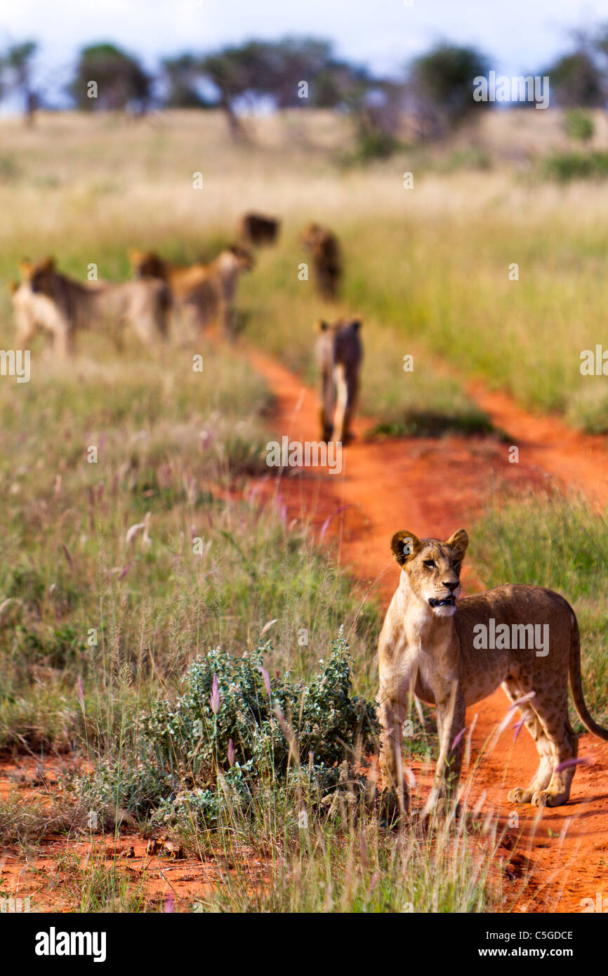 A pride of Lions (Panthera leo nubica) in Tsavo East National Park ...