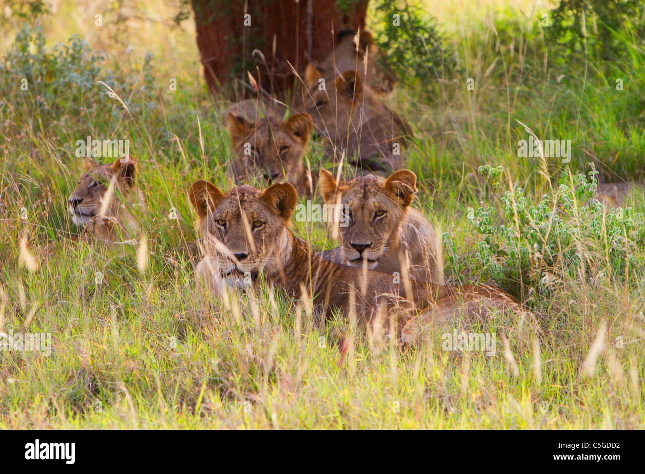 A pride of Lions (Panthera leo nubica) lying down Stock Photo - Alamy