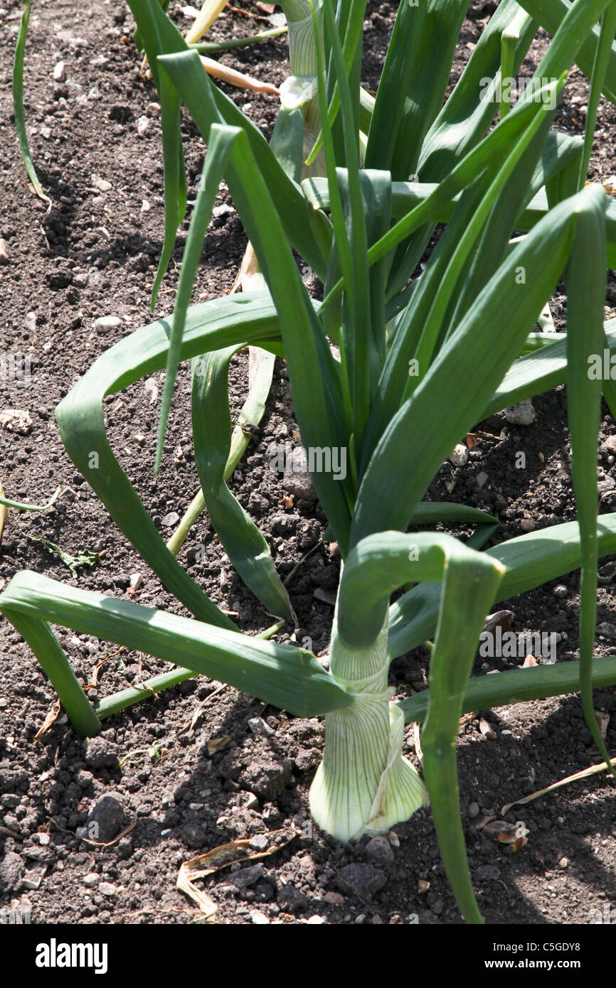 Onion alliums hi-res stock photography and images - Alamy