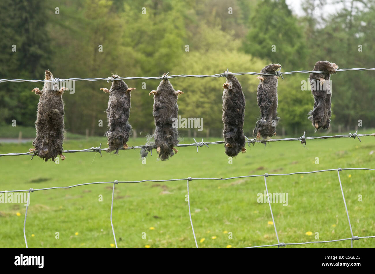 Moles hanging on a mole catchers gibbet, North Yorkshire Stock Photo
