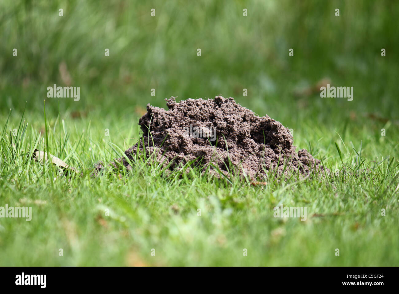 a molehill in green grass Stock Photo