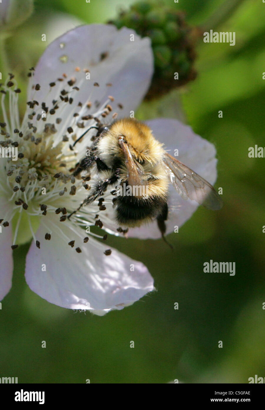 Brown-banded Carder Bee, Bombus humilis, Apidae, Apoidea, Apocrita, Hymenoptera. Stock Photo