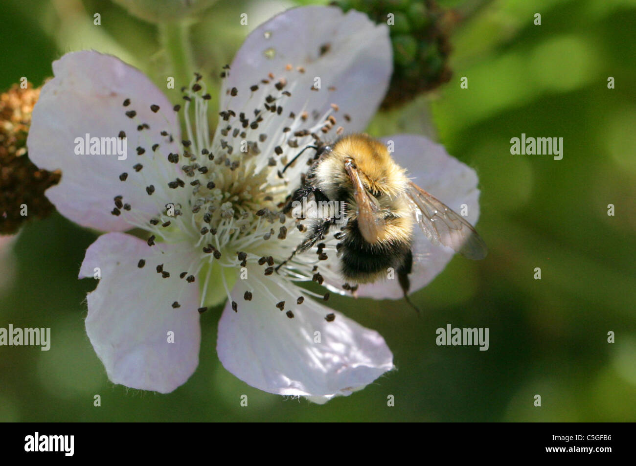 Brown-banded Carder Bee, Bombus humilis, Apidae, Apoidea, Apocrita, Hymenoptera. Stock Photo