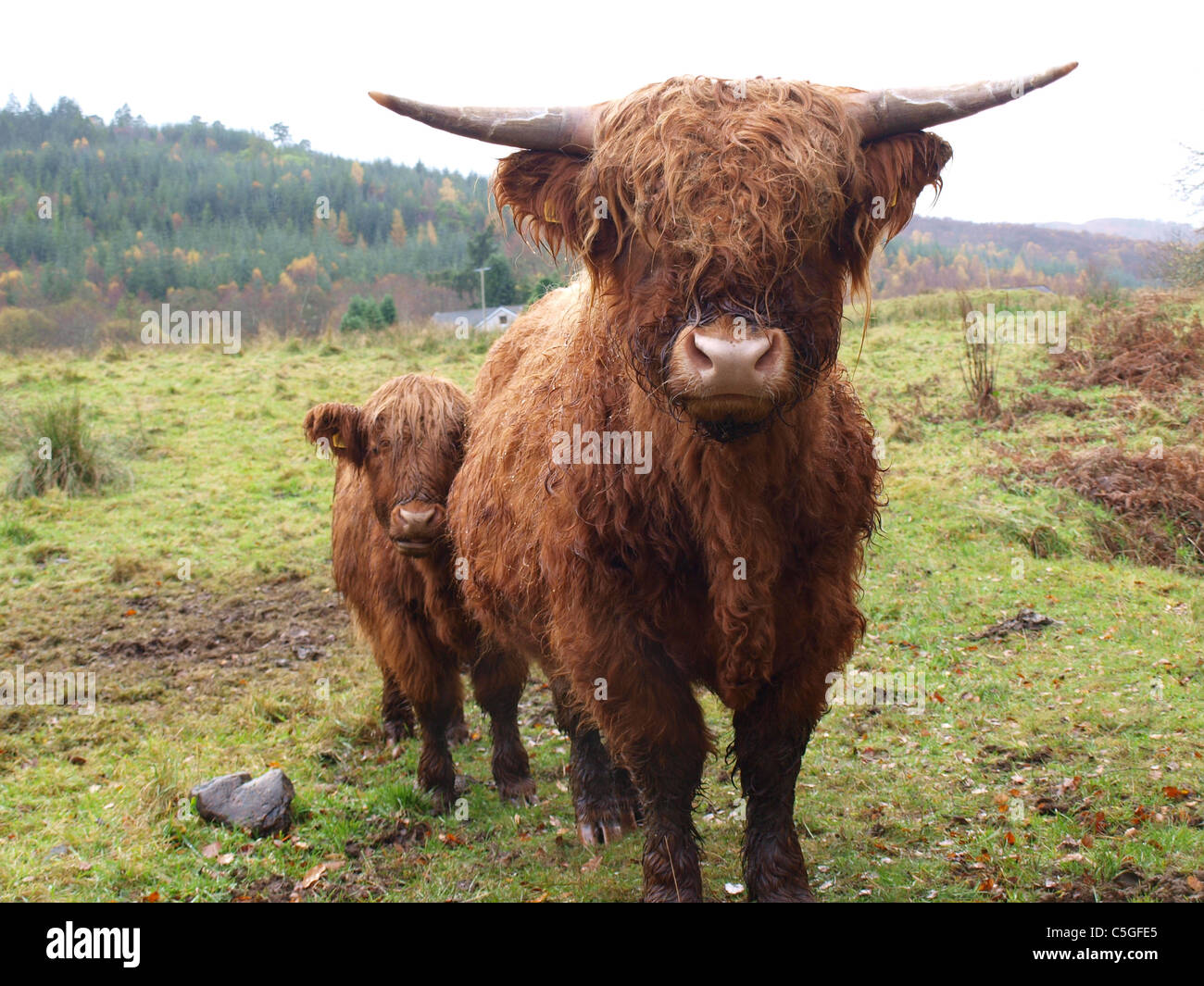 Cow and calf Stock Photo - Alamy
