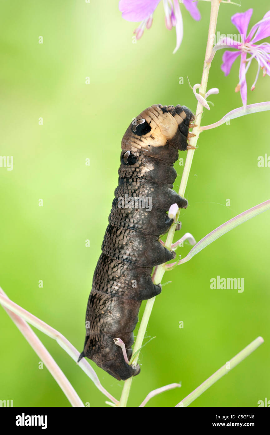 Small Elephant Hawk Moth Caterpillar UK Stock Photo