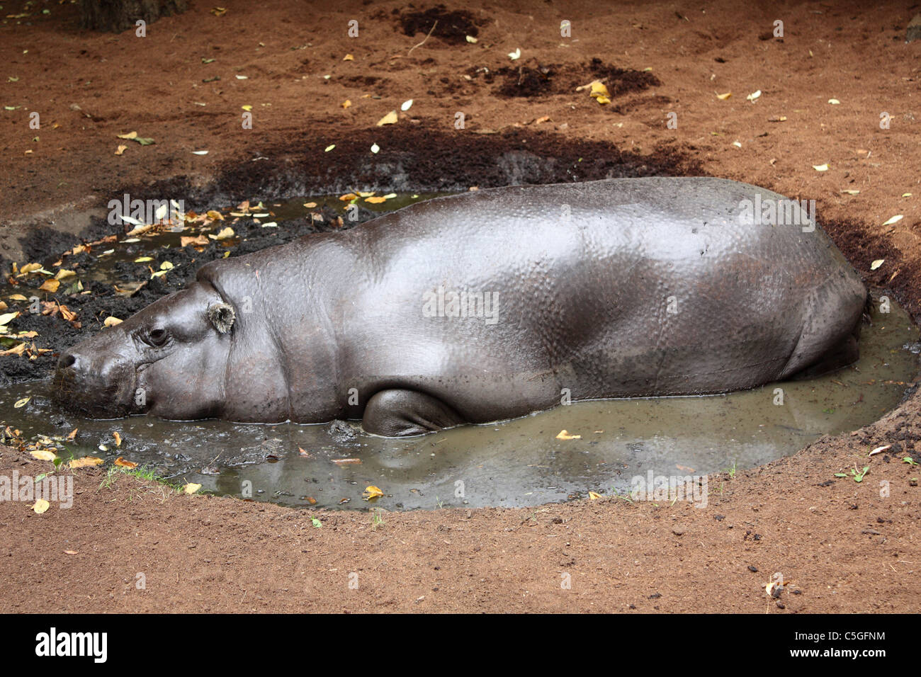Pygmy Hippo at London Zoo Stock Photo
