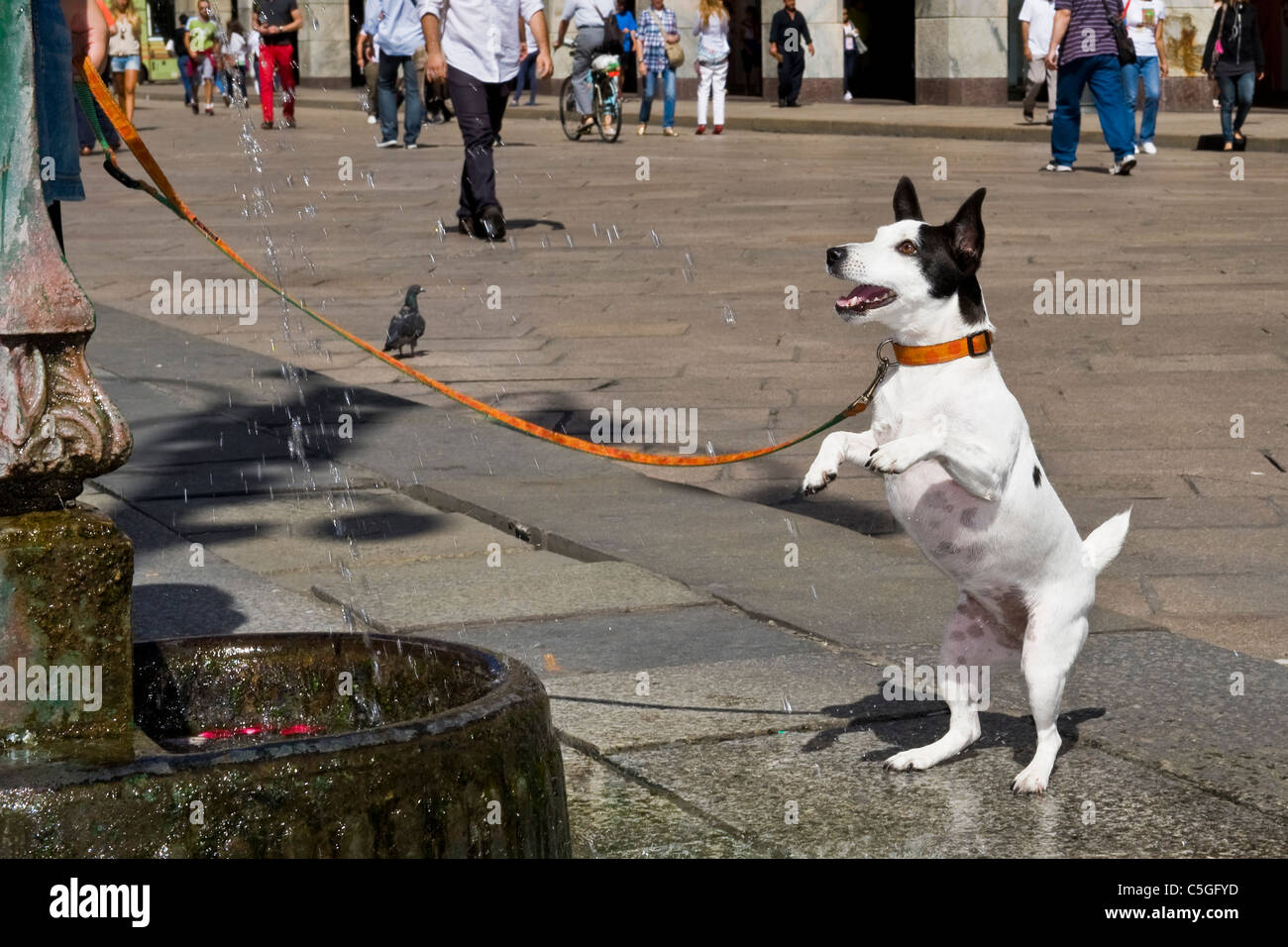 Dog, Milan, Lombardy, Italy Stock Photo