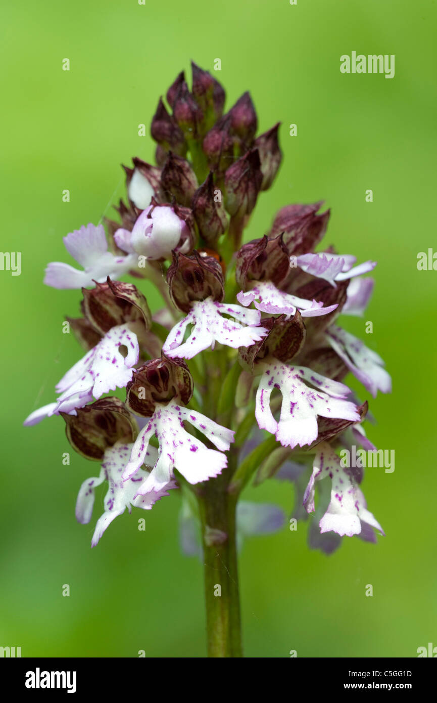 Lady Orchid Orchis purpurea Stockbury Hill Woodland Kent UK Stock Photo