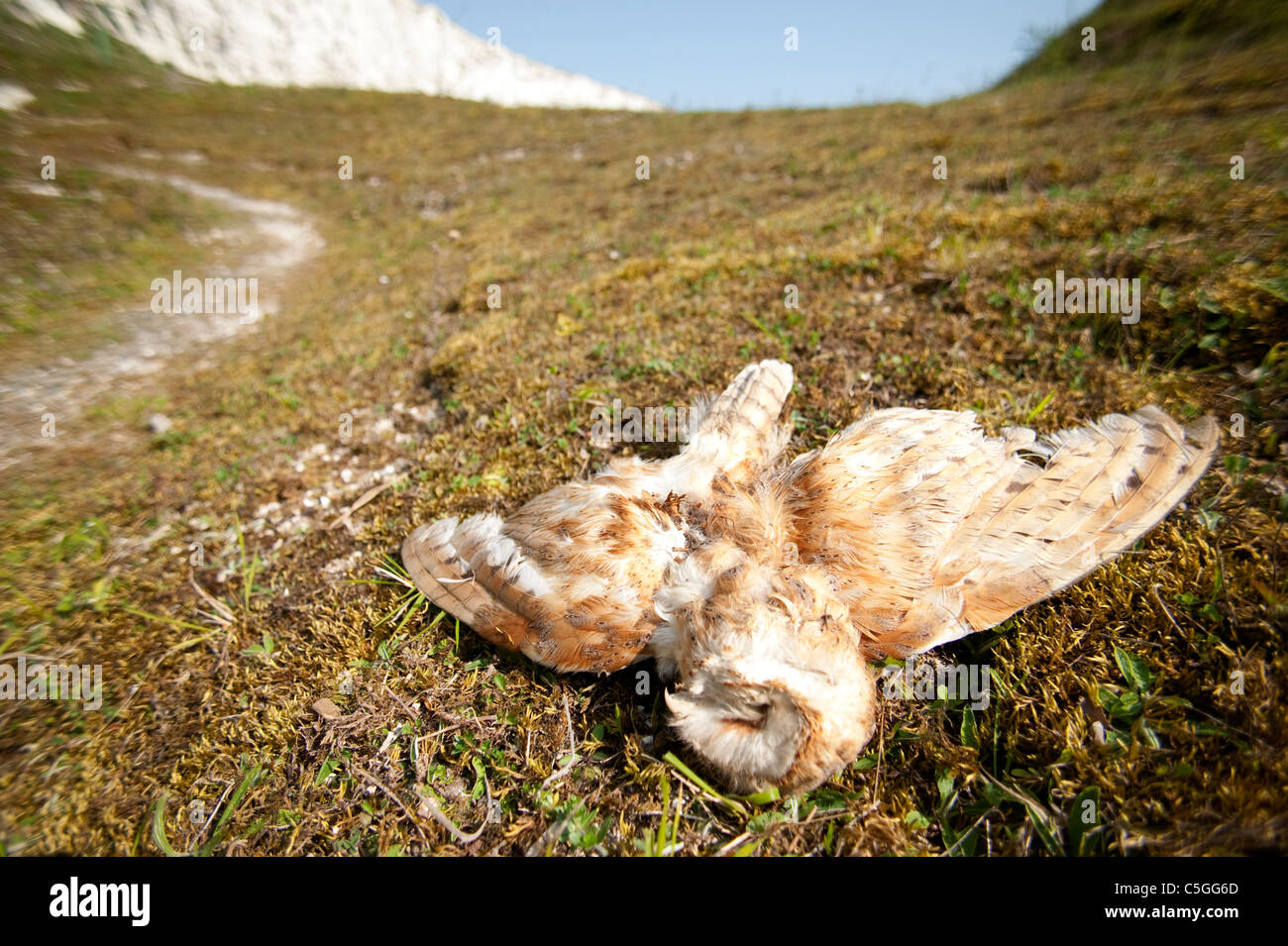 Dead Barn Owl Tyto alba UK Stock Photo