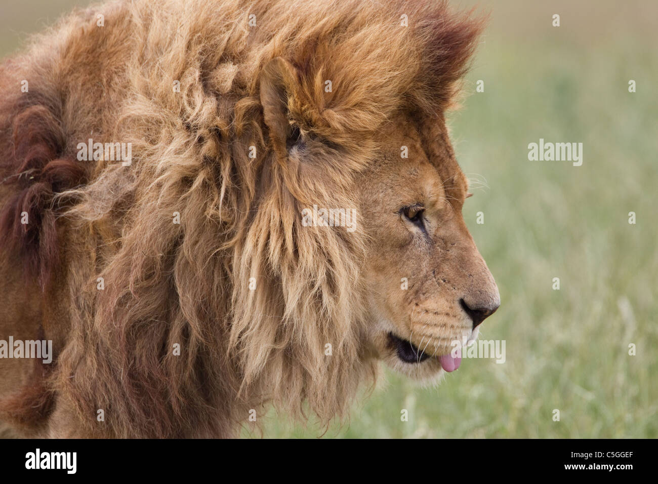 Blond mane hi-res stock photography and images - Alamy